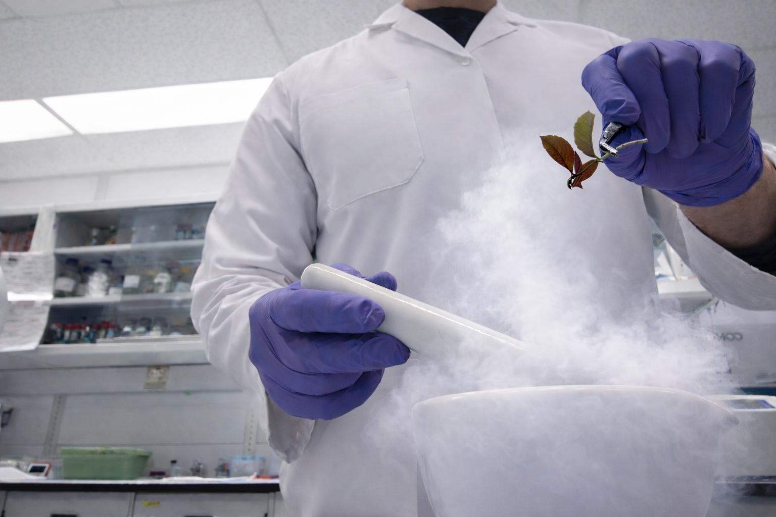 Plantes sous pression : la génomique à la rescousse ! – Jeudi 26 mars 2026, 13h